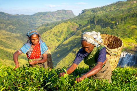 Tea Farm, Nuwara Eliya, Tea Estate, Sri Lanka Travel, Tea Garden, Kandy, Rural Area, Grand Tour, Hill Country