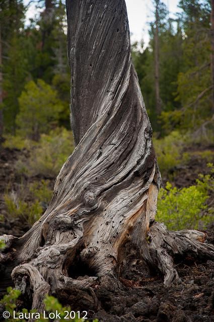 the hole a tree and a whole lot of rock Fallen Tree Trunk, Twisted Tree Trunk, Rotting Tree, Twisting Tree, Tree Reference, Tree Hole, Gnarled Tree, Hole In The Ground, Tree Texture