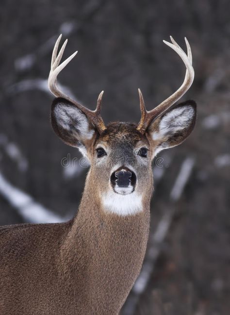 Winter In Canada, Hunting Man Cave, Elk Pictures, Whitetail Deer Pictures, White Tail Deer, Deer Photography, Deer Pictures, Deer Tattoo, Deer Buck