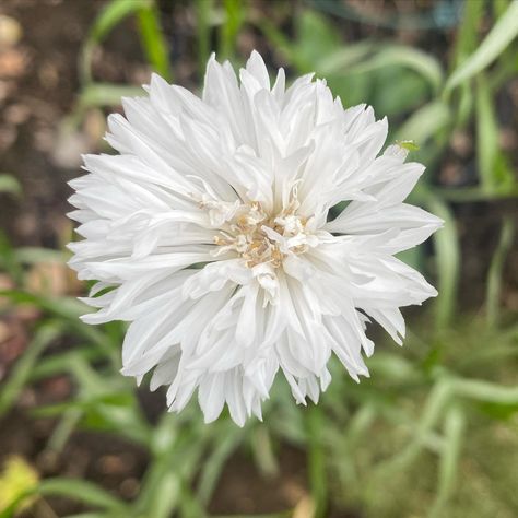 I grew some lovely blue cornflowers last year but they didn’t really go with anything. These white ones are just gorgeous and so delicate. Do you grow corn flowers? Grow Corn, Corn Flowers, Growing Corn, Corn, Flowers, On Instagram, Blue, White, Quick Saves