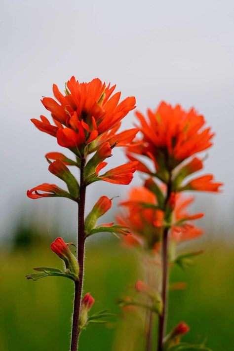 Upcycling, Paintbrush Flower, Indian Paintbrush Flowers, Growing Grass, Plant Benefits, Garden Bugs, Native Plant Gardening, Indian Paintbrush, Indian Flowers