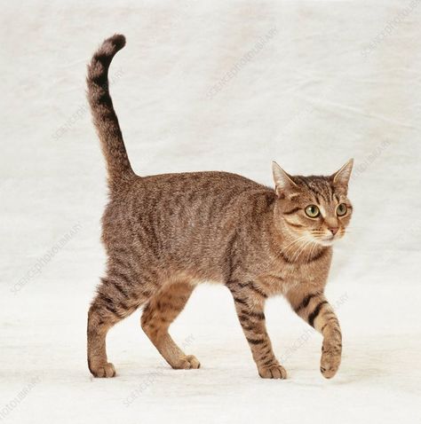 Brown mackerel tabby cat walking forwards - Stock Image - C053/6783 - Science Photo Library Brown Mackerel Tabby Cat, Light Brown Tabby Cat, Cat Reference Poses Photo, Cat Walking Reference, Cat Photo Reference, Cat Pose Reference Photos, Cat Pose Reference, Cat Reference Photo, Mackerel Tabby Cat