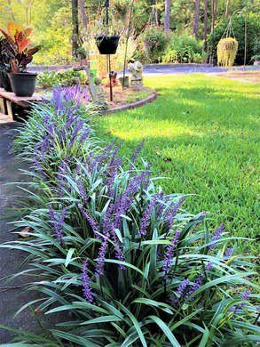 Monkey grass easy care plant Liriope And Hostas, Reka Bentuk Landskap, Cozy Garden, Garden Border, Border Ideas, Desain Lanskap, Easy Care Plants, Garden Area, Have Inspiration