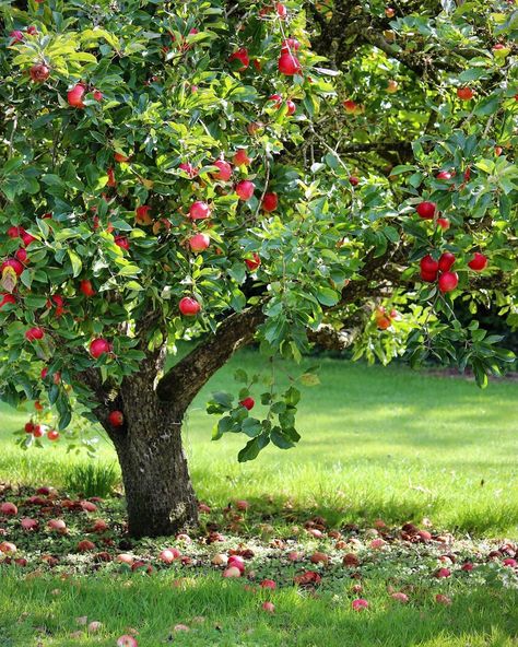 Potted Apple Tree, Apple Tree In Garden, Backyard Apple Tree, Apple Trees Aesthetic, Apple Tree Aesthetic, Apple Tree Garden, Apple Tree Art, Apple Tree Painting, Wallpapers Apple Watch