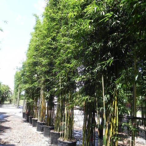 Non Invasive Bamboo, Screening Plants, Clumping Bamboo, Growing Bamboo, Areca Palm, Golden Goddess, Plant List, Pool Ideas, House Garden