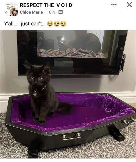 Goth Room Paint, Coffin Pet Bed, Cat Coffin Bed, Witchy Cat Tree, Goth Cat Accessories, Gothic Cat Tree, Cat Room Aesthetic, Goth Cat Tree, Coffin Cat Bed