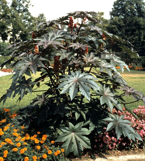 Castor Oil Plant, Castor Bean Plant, Castor Bean, Goth Garden, Bean Plant, Bean Seeds, Fast Growing Plants, Oil Plant, Foliage Plants