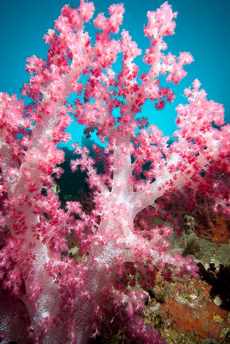 Nephtheidae in the Wild - https://reefs.com/2016/11/01/nephtheidae/ Vibrant Coral Reef, Coral Reef Aesthetic, Pink Coral Reef, Coral Reef Photography, Coral Texture, Sea Corals, Coral Reef Art, Ocean Flowers, Geometry In Nature