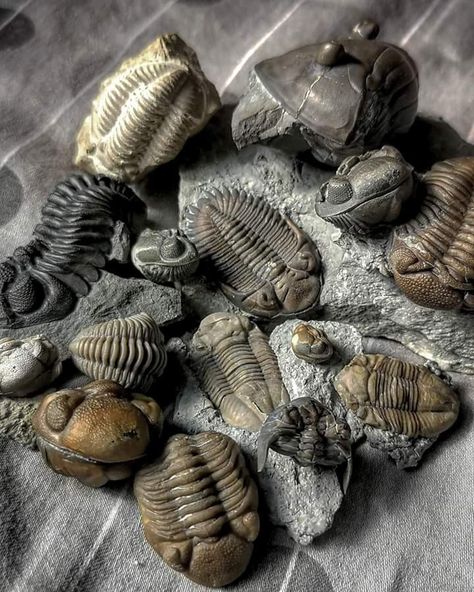 Trilobite Tattoo, Fossil Art, Geometry In Nature, Rocks And Fossils, Trilobite Fossil, Paleo Art, Animal Bones, Extinct Animals, Dinosaur Fossils