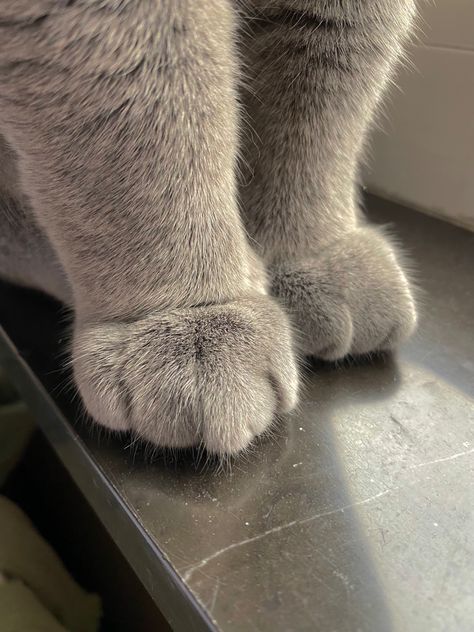 Tumblr, Cat Paw Aesthetic, Cat Paws Aesthetic, Paws Aesthetic, Feral Poses, Rosabella Beauty, Short Hair Cats, Forest Cat, Cute Cats Photos