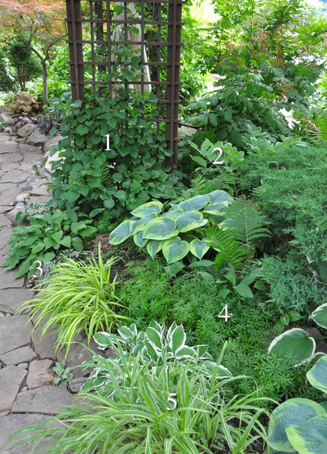 Skygge Planter, Shade Garden Design, Lots Of Plants, Ferns Garden, Shade Garden Plants, Hosta Gardens, Woodland Garden, Garden Pathway, Easy Garden