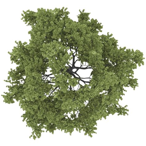 Trees Photoshop Plan, Trees Top View Architecture, Tree Top View Png Photoshop, Trees Plan View, Tree Top View Architecture, Tree Png Photoshop, Vegetation Architecture, Tree Top View Png, Plant Top View