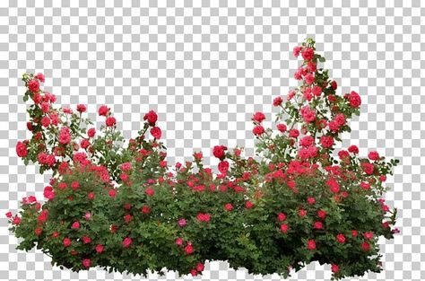 Rumput Png, Red Flowers Png, Red Roses Png, Black Poker Cards Wallpaper, Rose Garden Art, Red Rose Png, Rose Shrub, Rose Flower Png, Png Rose