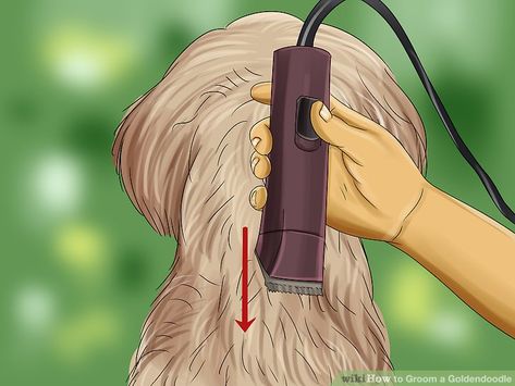 How to Groom a Goldendoodle (with Pictures) - wikiHow Dog Grooming Doodle, Golden Doodle Grooming, Labradoodle Grooming, Goldendoodle Haircuts, Dog Grooming Diy, Goldendoodle Grooming, Dog Grooming Styles, Dog Grooming Clippers, Dog Toothpaste