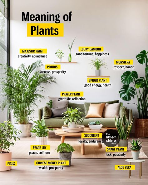 Plants Meaning, Plant Symbolism, Household Plants, Save Trees, Plant Care Houseplant, Vegetable Garden Diy, Chinese Money Plant, Inside Plants, Growing Plants Indoors