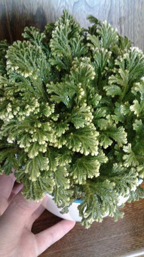 Christmas Fern Plants, Frosty Fern, Homemade Plant Food, Christmas Fern, Indoor Ferns, Christmas Cactus Plant, Large Outdoor Planters, Christmas Mystery, Moss Plant