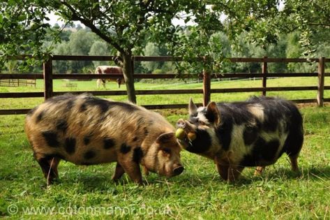 Kune Kune Pigs Pig Keeping, Coton Manor, Kunekune Pigs, Kune Kune Pigs, Countryside Garden, Garden Woodland, Raising Pigs, Bog Garden, Pig Pen