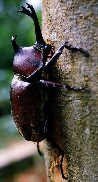 Insects -There are over 300 species of the Rhinoceros Beetles. Other common names -   Hercules beetle, Unicorn beetle  or Horn beetle. Rino Beetle, Beetle Horns, Beetles Photography, Beetle Side View, Japanese Rhino Beetle, Horn Beetle, Rhinosaurus Beetle, Horned Beetle, Rhinoceros Beetle