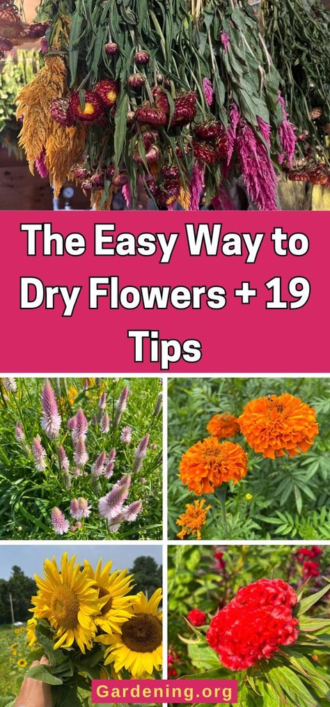 The Easy Way to Dry Flowers + 19 Tips Dried Zinnias, How To Dry Flowers, Wilted Flowers, Drying Flowers, Diy Compost, Dried Eucalyptus, Plant Diseases, Houseplants Indoor, Dry Flowers