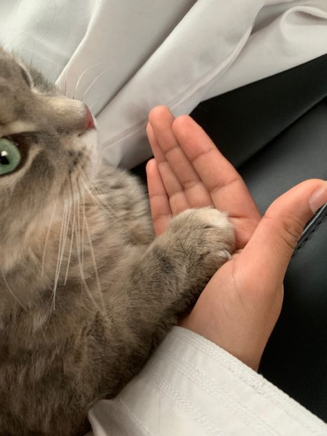 my cat holding my brothers hand Silly Cats Pictures, Silly Cats, My Cat, Cat Pics, Feelings, Quick Saves