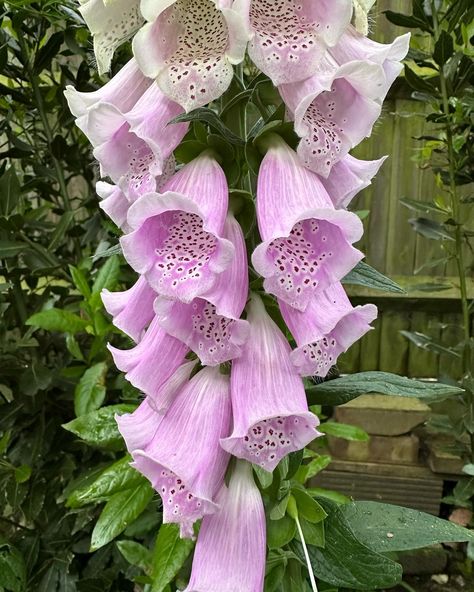 My Foxgloves have flowered! Ignore the bins 😅 . . #foxgloves #wildflowers #woodlandflowers #floralart Foxglove Flower, Foxglove Flowers, Fox Glove, Woodland Flowers, Future Garden, Farm Garden, Nothing But Flowers, Favorite Flower, Floral Inspiration