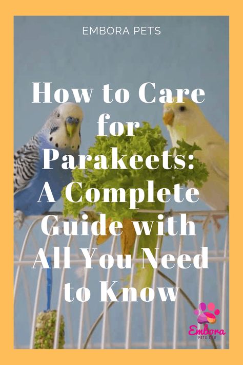 How To Take Care Of Parakeets, Parakeet Care Tips, Parakeet Cage Ideas, Budgie Care, Baby Parakeets, Parakeet Care, Budgies Parrot, Parakeet Food, Diy Bird Cage