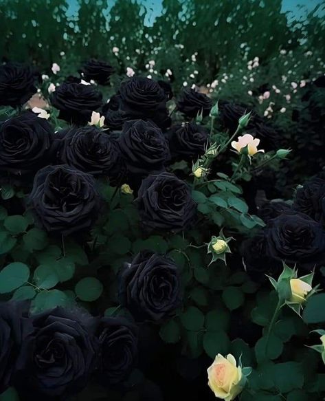 Gothic Rose Garden, Black Rose Aesthetic Dark, Black Rose Aesthetic, Dark Flower Aesthetic, Goth Castle, Black Mustang, Flowers For Valentines Day, Black Rose Flower, Black Peony