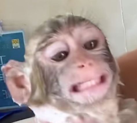 Monkey Meme, Funny Monkey Pictures, Monkey Memes, Hd Gif, Stranger Things Mike, Funny Monkey, Monkey Pictures, Monkeys Funny, A Monkey