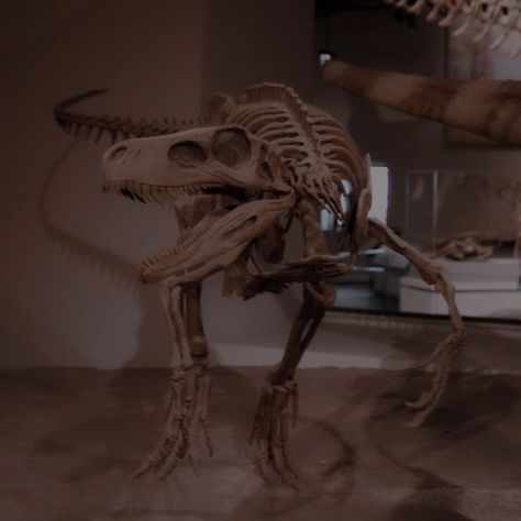 ~Friends Characters Animal Bones Aesthetic, Ross Aesthetic, Bones Aesthetic, Animal Skeleton, Vulture Culture, Dinosaur Skeleton, John Doe, Dinosaur Bones, Friends Characters