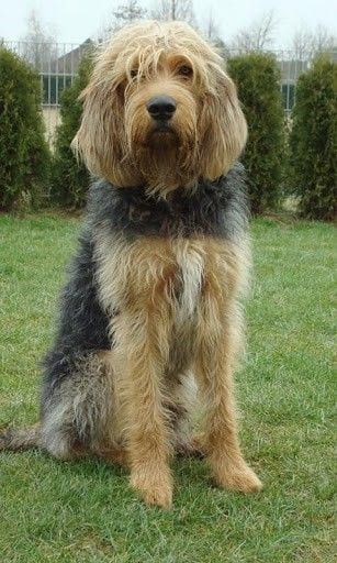 Big, boisterous, and affectionate, the Otterhound was bred in medieval England for the now-outlawed activity of otter hunting. This scarce breed is known for his dense shaggy coat, webbed feet, acute sense of smell, and affinity for swimming. Their large black nose is amazingly sensitive and could follow an otter’s underwater scent trail over great distances. Otterhound Dog, British Dog Breeds, Unusual Dog Breeds, British Dog, Dog Wallpapers, 115 Pounds, Rare Dog Breeds, Rare Dogs, Animals Dogs