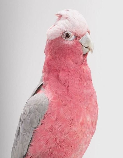 pink so pretty Galah Cockatoo, Pink Animals, Australian Birds, Colorful Bird, Pink Bird, Big Bird, Main Game, Exotic Birds, Tropical Birds