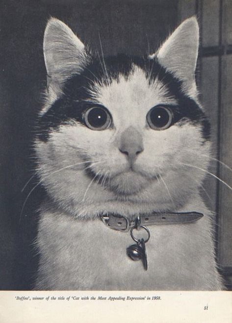 Funny Kitties, Bodega Cat, Cat Obsession, Vintage Cats, Cat Photos, Old Cats, Cat Photography, Cat Aesthetic, Crazy Cat