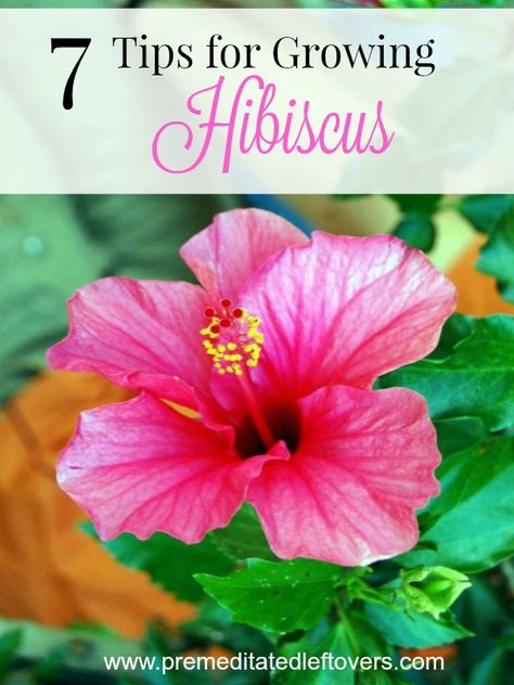 Hibiscus Bush, Growing Hibiscus, Hibiscus Tree, Hibiscus Garden, Hydrangea Care, Hibiscus Plant, Organic Gardening Tips, Beautiful Flowers Garden, Tropical Flower