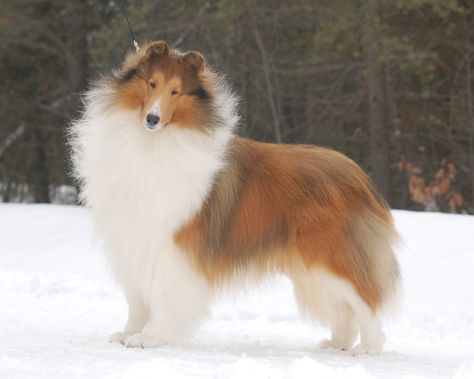 sable collies | Ch. Wyndlair Polaris - White Factored Sable & White Collie Stud Dog Rough Collie Puppy, Shetland Sheepdog Blue Merle, Smooth Collie, Shetland Sheepdog Puppies, Stud Dog, Sheltie Dogs, Shetland Sheep, Collie Puppies, Rough Collie