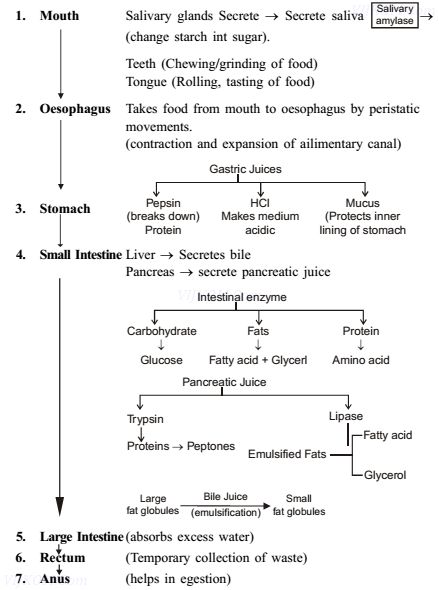 Biochemistry Notes, Class 10 Science, Cbse Class 10, Studie Hacks, Learn Biology, Notes Life, Study Biology, Basic Anatomy And Physiology, Biology Facts