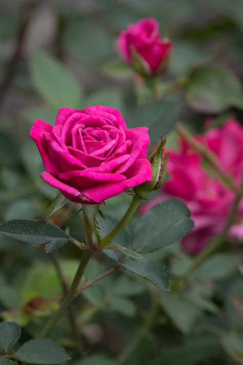 Miniature Roses, Miniature Rose, Dark Purple Flowers, Rose Varieties, Light Pink Flowers, Rose Trees, Mini Roses, Flower Display, Fragrant Flowers