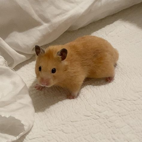 Ginger Hamster, Orange Hamster, Hamster Aesthetic, Teddy Bear Hamster, White Hamster, Bear Hamster, Hamster Pics, Hamster Life, Hamster Habitat