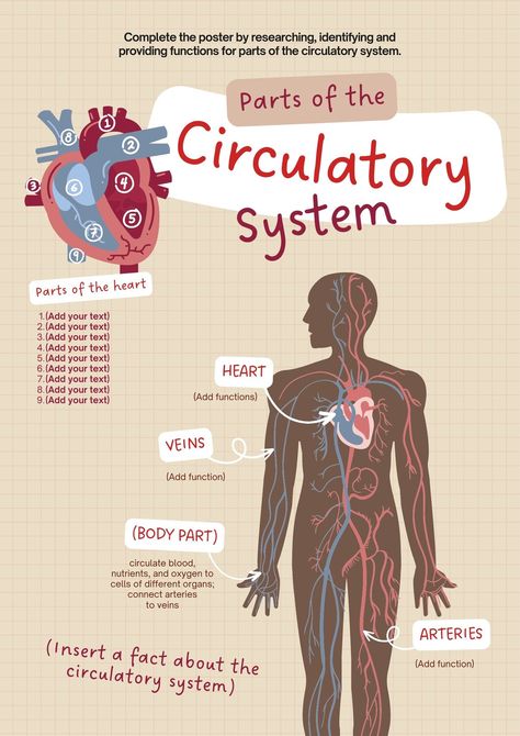 Templates Heart Blood Circulation, Blood Anatomy And Physiology, Blood Vessels Anatomy, Circulation Diagram, Heart System, The Circulatory System, Nursing School Essential, Medical School Life, Nursing School Motivation