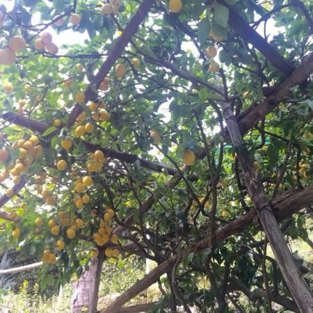 Lemon Pergola, Pergola Pictures, Diy Pergola, Side Yard, Lemon Tree, Amalfi Coast, Amalfi, Trip Advisor, Pergola