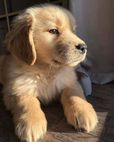 Training Strategy, Super Cute Puppies, Wallpaper Disney, Bad Behavior, Baby Animals Pictures, Cute Little Puppies, Retriever Puppy, Cute Animal Photos