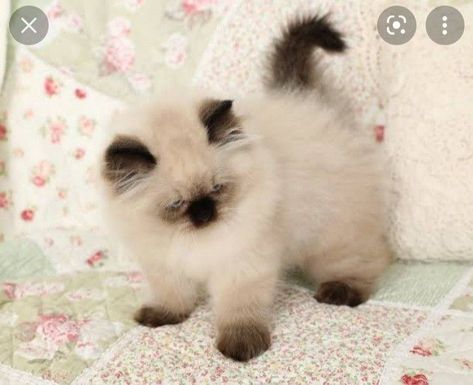 Seal Point Himalayan, Himalayan Cat Kitten, Himalayan Kittens For Sale, Himalayan Kitten, Ragdoll Kittens, Himalayan Cat, Beautiful Kittens, Kittens For Sale, Persian Kittens