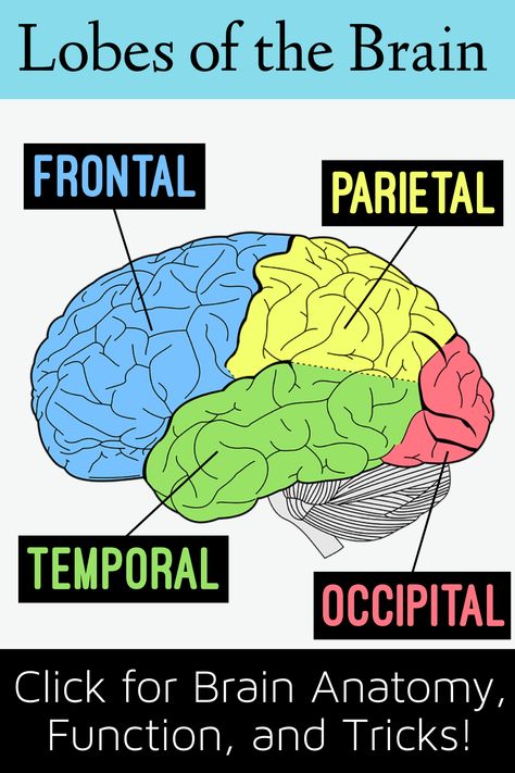 Brain anatomy drawing and neuroscience diagram showing lobes of the cerebrum (cerebral cortex) including the frontal lobe, parietal lobe, temporal lobe, and occipital lobe. Cerebrum Anatomy Notes, Cerebral Cortex Brain, Forensic Technician, Anatomy Tricks, Cerebrum Anatomy, Neuroscience Notes, Brain Lobes And Functions, Psychology Study Notes, Frontal Lobe Function