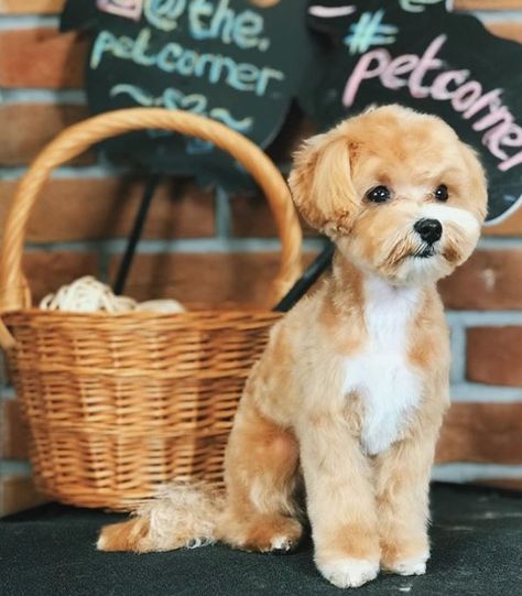 15 Best Maltipoo Haircuts for Your Puppy – Page 3 – The Paws Maltipoo Haircuts, Toy Maltipoo, Dog Hair Dye, Puppy Haircut, Maltipoo Dog, Dog Grooming Styles, Teddy Bear Dog, Puppy Grooming, Puppy Cut