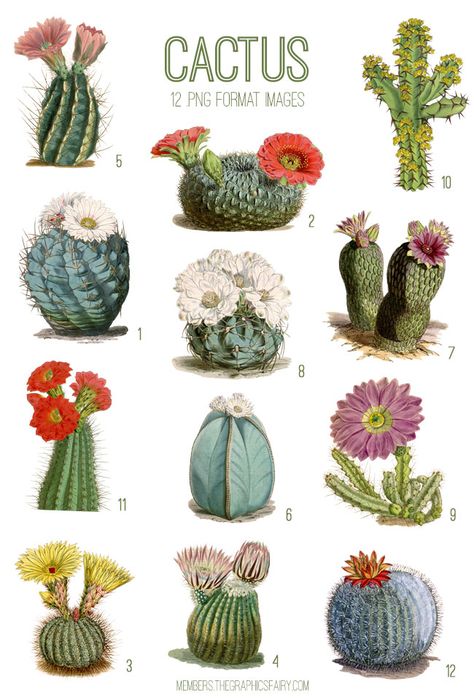 Cactus Desert Drawing, Cacti Aesthetic, Desert Drawing, Arizona History, Cactus Graphic, Photoshop Elements Tutorials, Cactus Ceramic, Cactus Drawing, Photoshop Brush Set