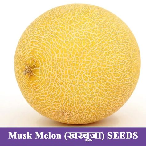 Musk Melon Seeds (खरबूजा) Ready to elevate your home gardening with NURSERY KART? 🌿 Dive into the world of landscaping with Nursery Kart single order and bulk order options! Transform your space into a lush paradise with our curated selection of plants. Whether you're a seasoned gardener or just starting out, #Nursery Kart has everything you need to cultivate your green haven. 🌱 Let's turn your vision into reality 🌱 #nursery_kart 🪴🪴 #PlantSale #muskmelon #gardening 🌿 #seeds 🍃 #musmel... Musk Melon, Melon Seeds, Home Gardening, Botanical Beauty, Plant Sale, Elevate Your Home, Grow Your Own, Bulk Order, Urban Garden