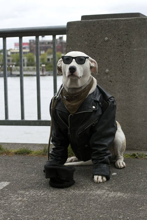 Gangster Dog Biker Dog, Goofy Ahh, Wearing Sunglasses, Desk Space, Dog Wear, Dog Costume, Dog Costumes, Adorable Animals, Beautiful Dogs