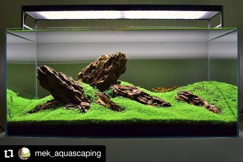 Biotope Aquarium, Aquarium Sand, Office Rooms, Freshwater Aquarium Plants, Landscape Layout, Fish Tank Terrarium, Aquascape Design, Fish Tank Design, Mini Aquarium