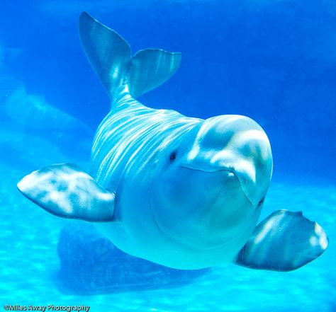 Beluga Whales always look so content with life. Whale Pictures, Beluga Whales, Picture Picture, White Whale, Beluga Whale, A Dolphin, Aquatic Animals, Italian Greyhound, Marine Animals