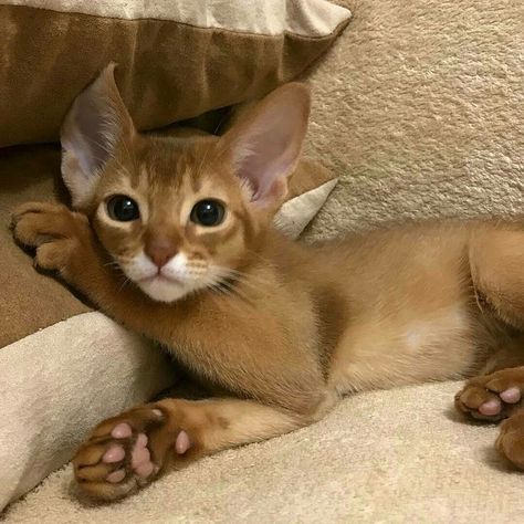 Abyssinian Kittens, Söt Katt, Abyssinian Cats, Pretty Animals, Silly Animals, Cute Animal Photos, Sphynx, Silly Cats, Warrior Cats