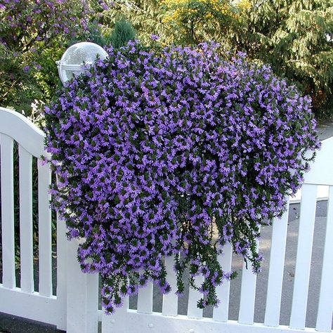 Ornamental Grasses For Shade, Full Sun Flowers, Shade Grass, Trailing Flowers, Lawn Alternatives, Atlanta Botanical Garden, Hosta Gardens, Flowers Growing, Potted Plants Outdoor